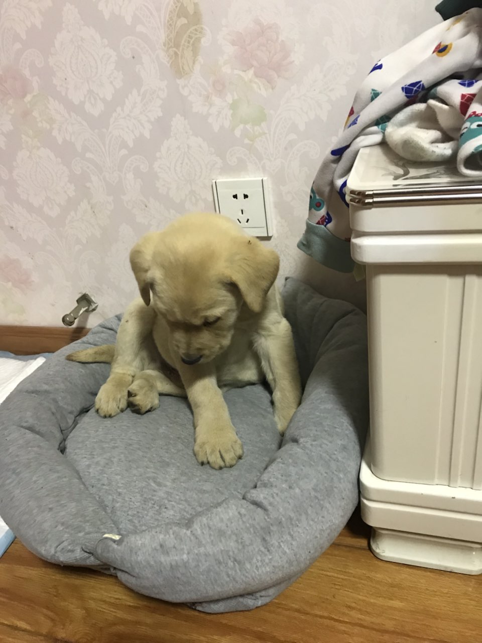 大神帮忙鉴定:这只拉拉品相如何。|-波奇网百科