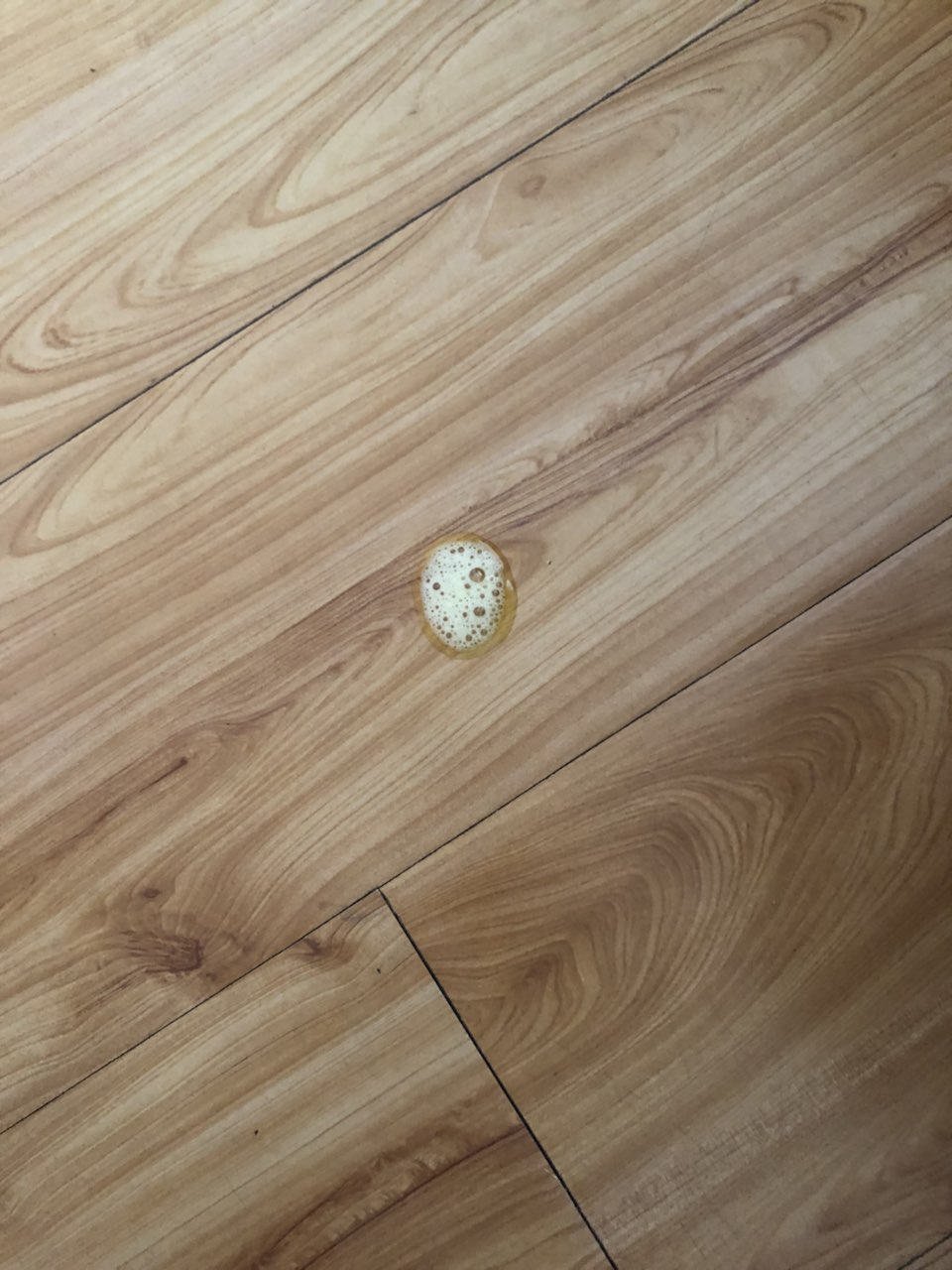 大的泰迪,精神状态和便便都很好,突然间呕吐了