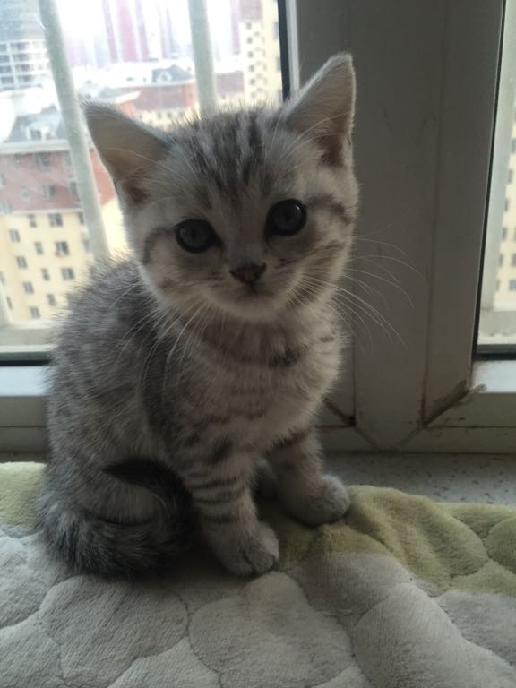 请问这是什么品种的猫,市场价格大概是多少|-波