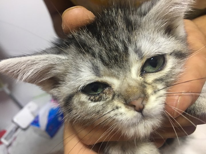 猫咪才到家,2个月多一点,刚开始的时候,是左边