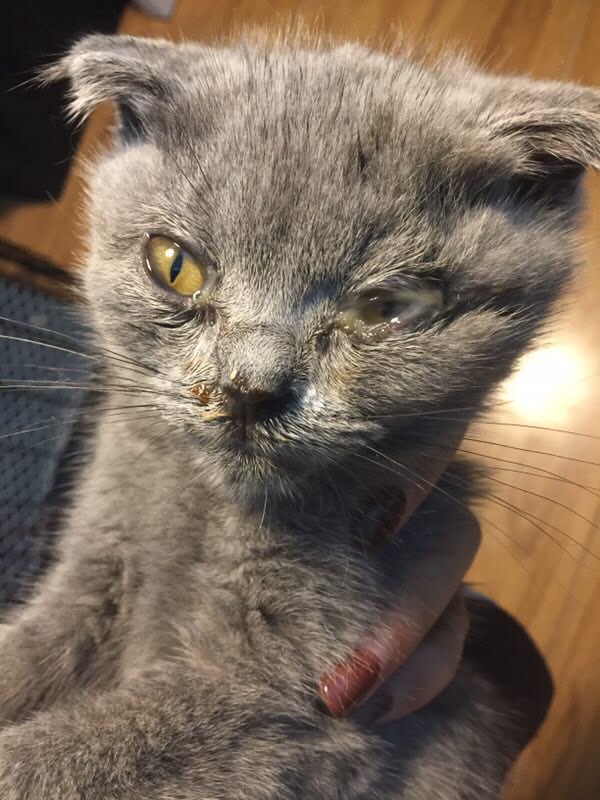 2个月大的蓝猫。接回家后不吃不喝越来越瘦。