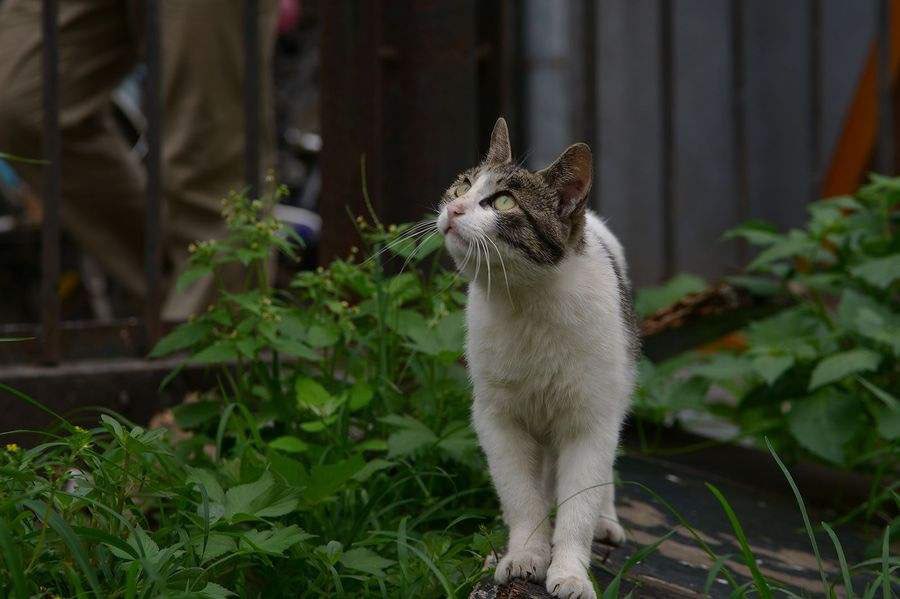 猫姐闲谈春节篇 反对养猫的婆婆 趁儿媳不在家 将流浪猫丢掉 波奇网移动端