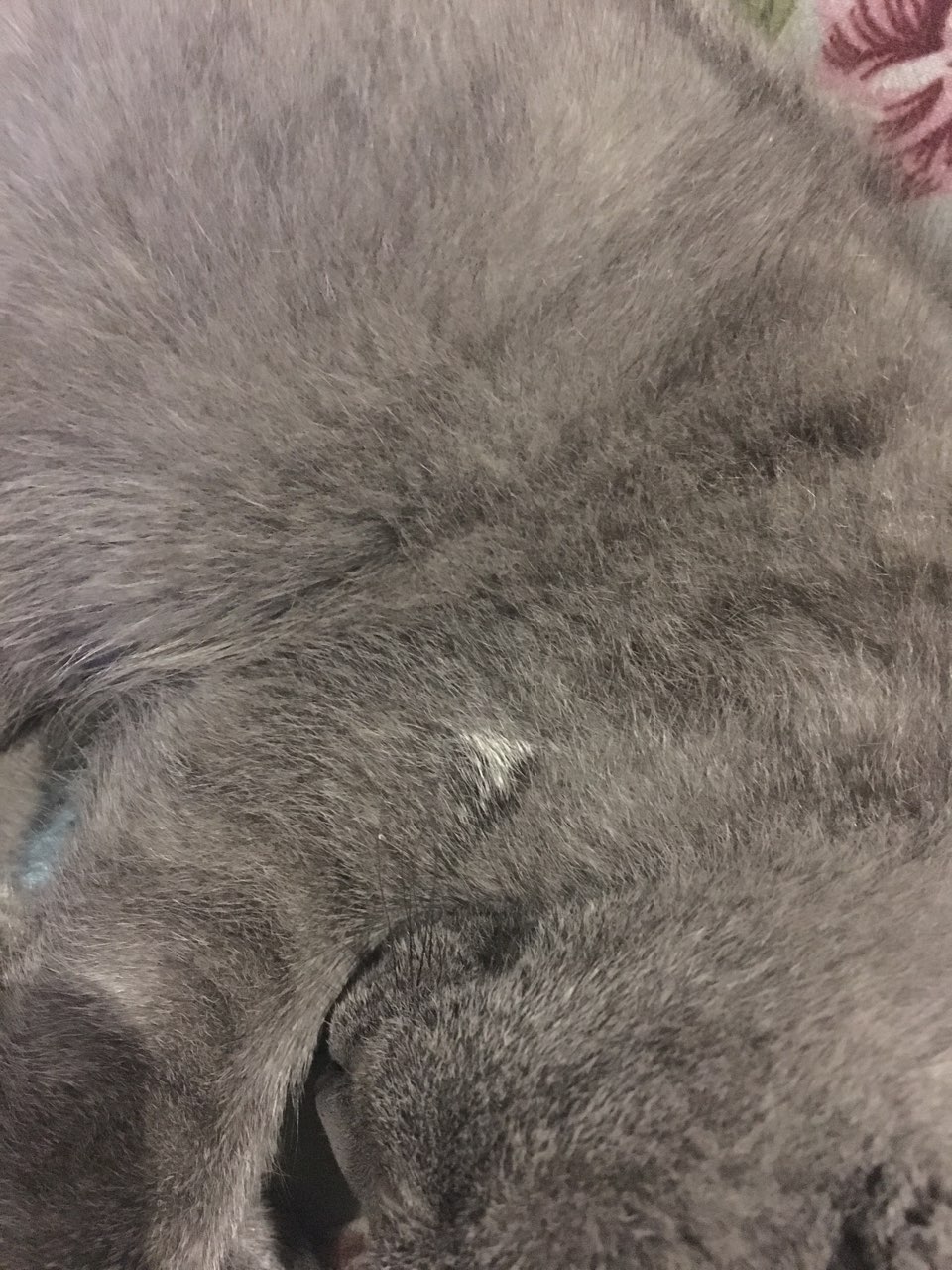 我第一次养猫,求助大神!小猫之前有猫藓,之后身