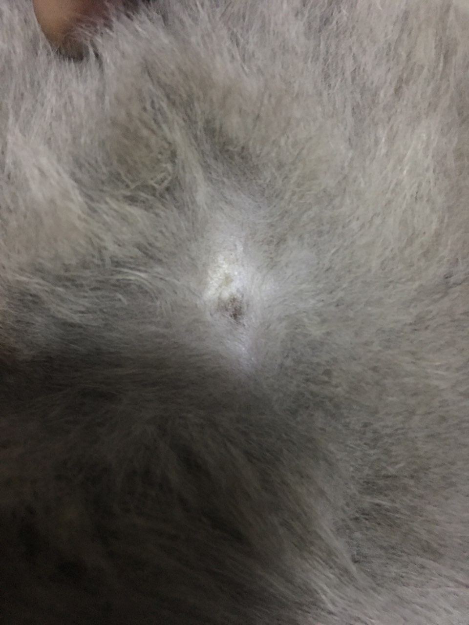 ,求助!六个月的英短流眼泪,流鼻涕,弄了药,现在