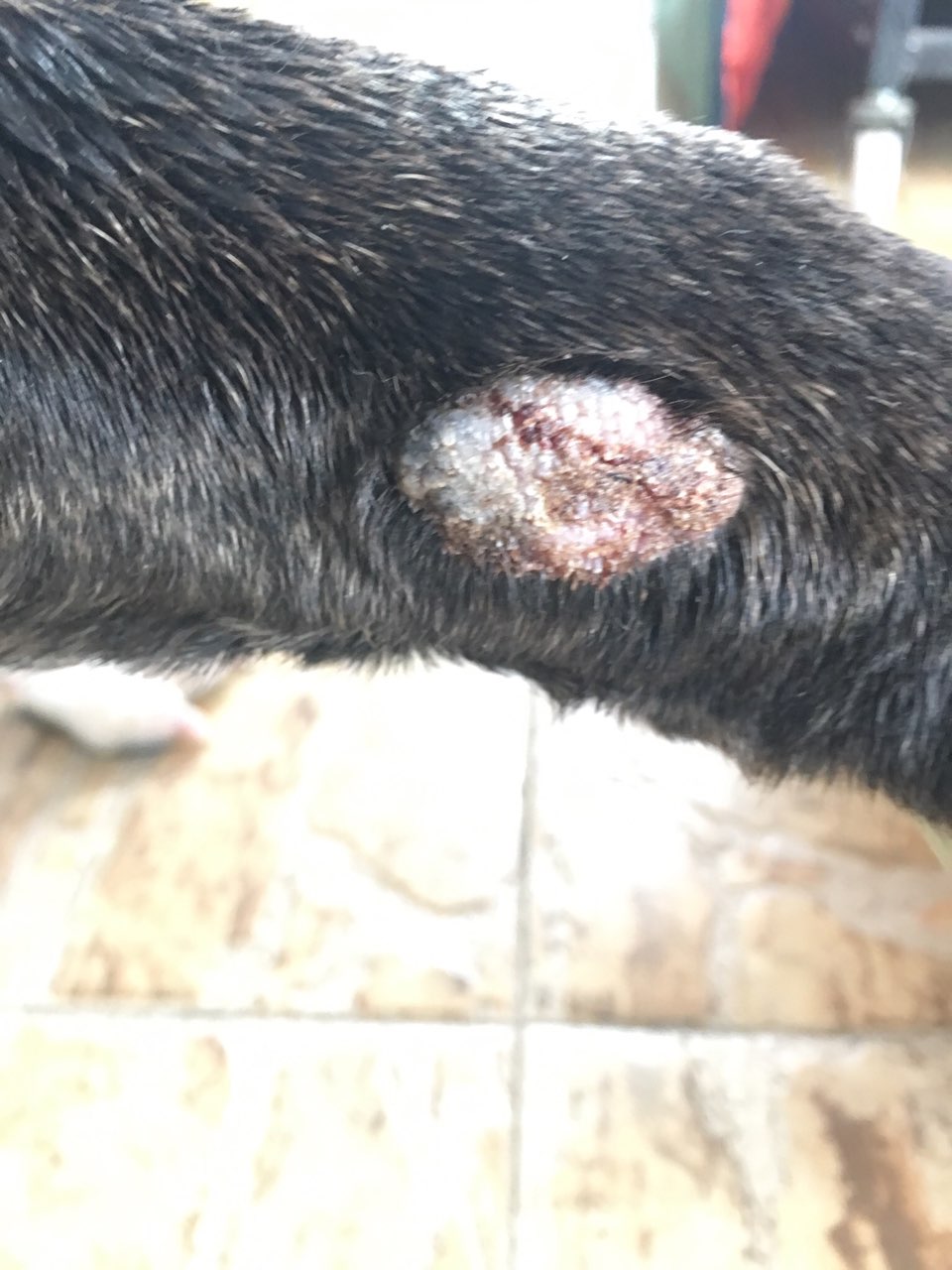 狗狗前腿一块肉痂 去医院做了刮片检查不是真