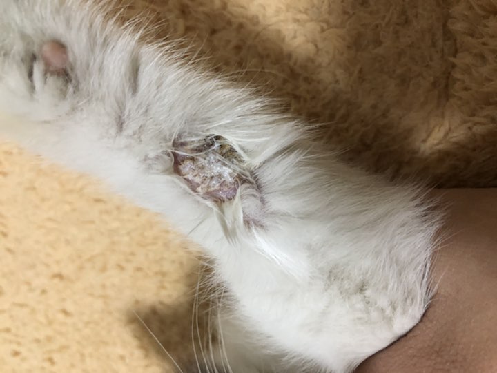 这样的是猫藓么?白色的是涂了药膏,两条前腿都