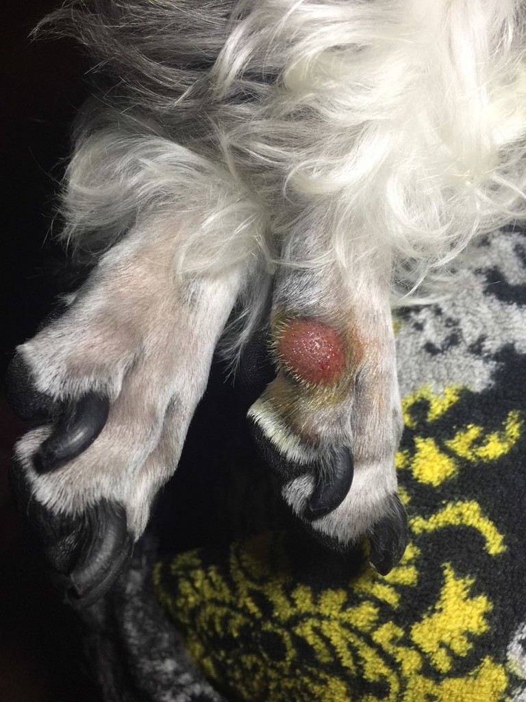 纳瑞2周前,右后脚外侧发出一个肉瘤,用碘伏消