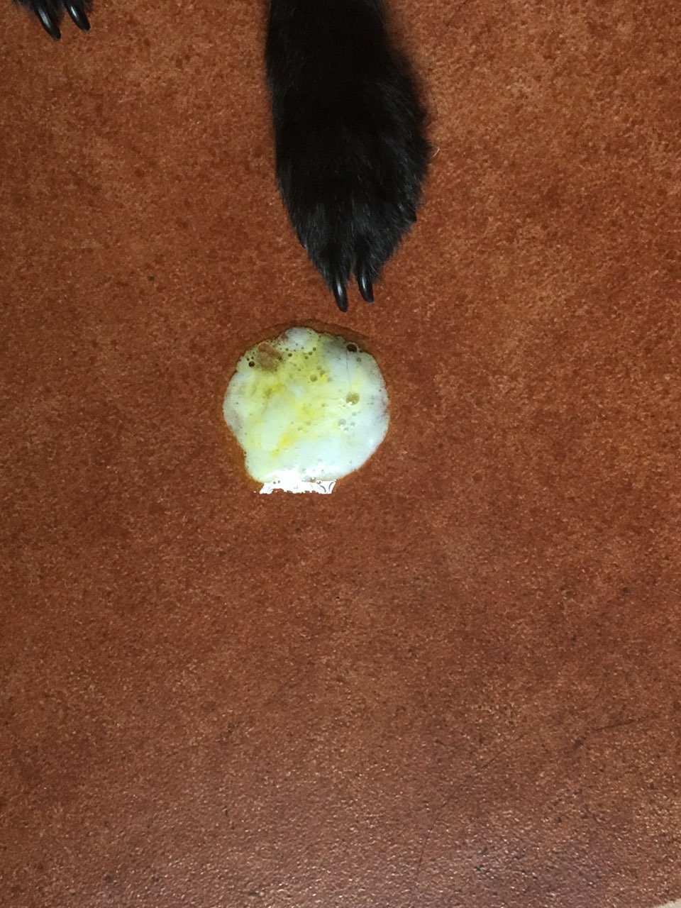 请问一下,狗狗最近老是呕吐,不知道什么原因,但