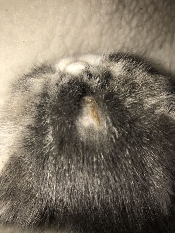 猫猫三个月 身上长的是猫藓吗?大约十几处 每