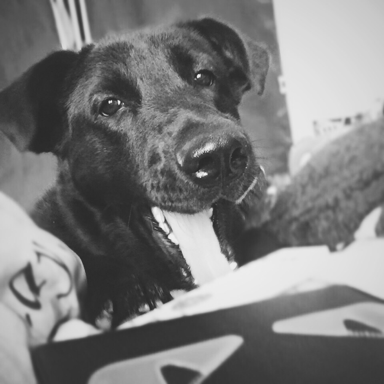 为什么我的狗喘气没有口气,但是嘴巴子摸起来