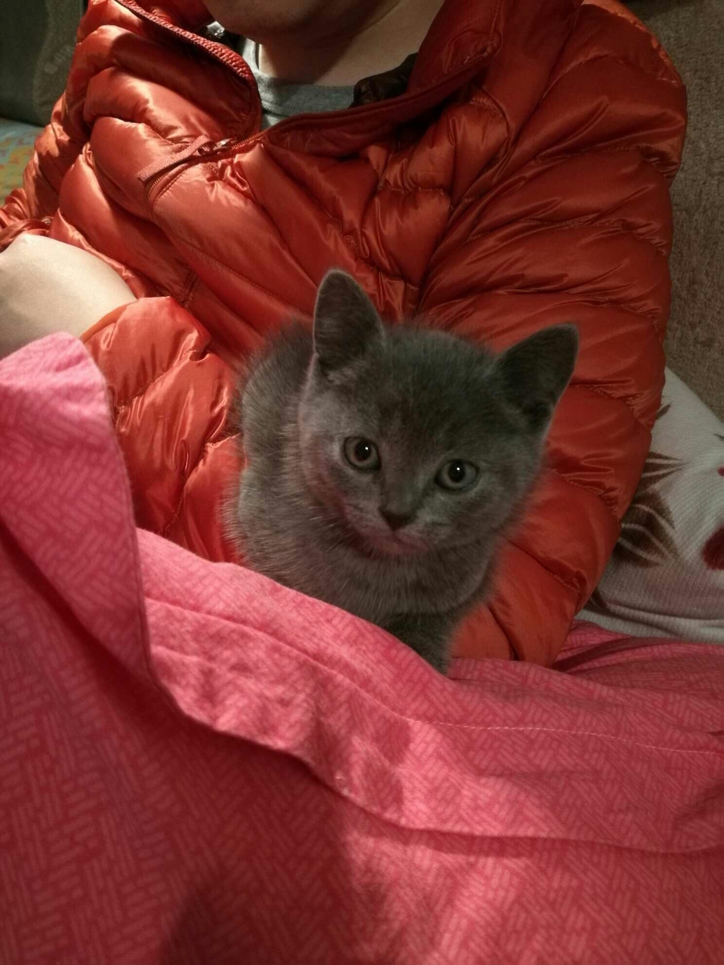 我家猫咪最近一直拉稀,之前拉稀带血,医生给吃