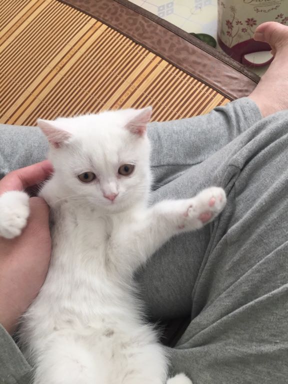 求助,猫脖子突然肿起来 感觉里面微微有点硬 在