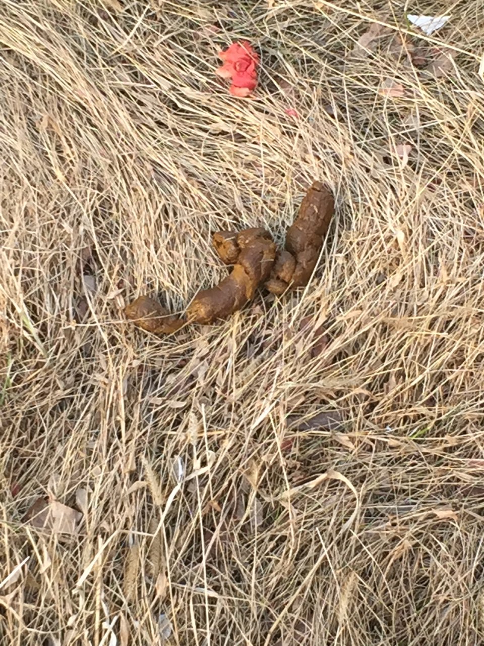 金毛差几天6个月,最近拉的便便特别少,而且干