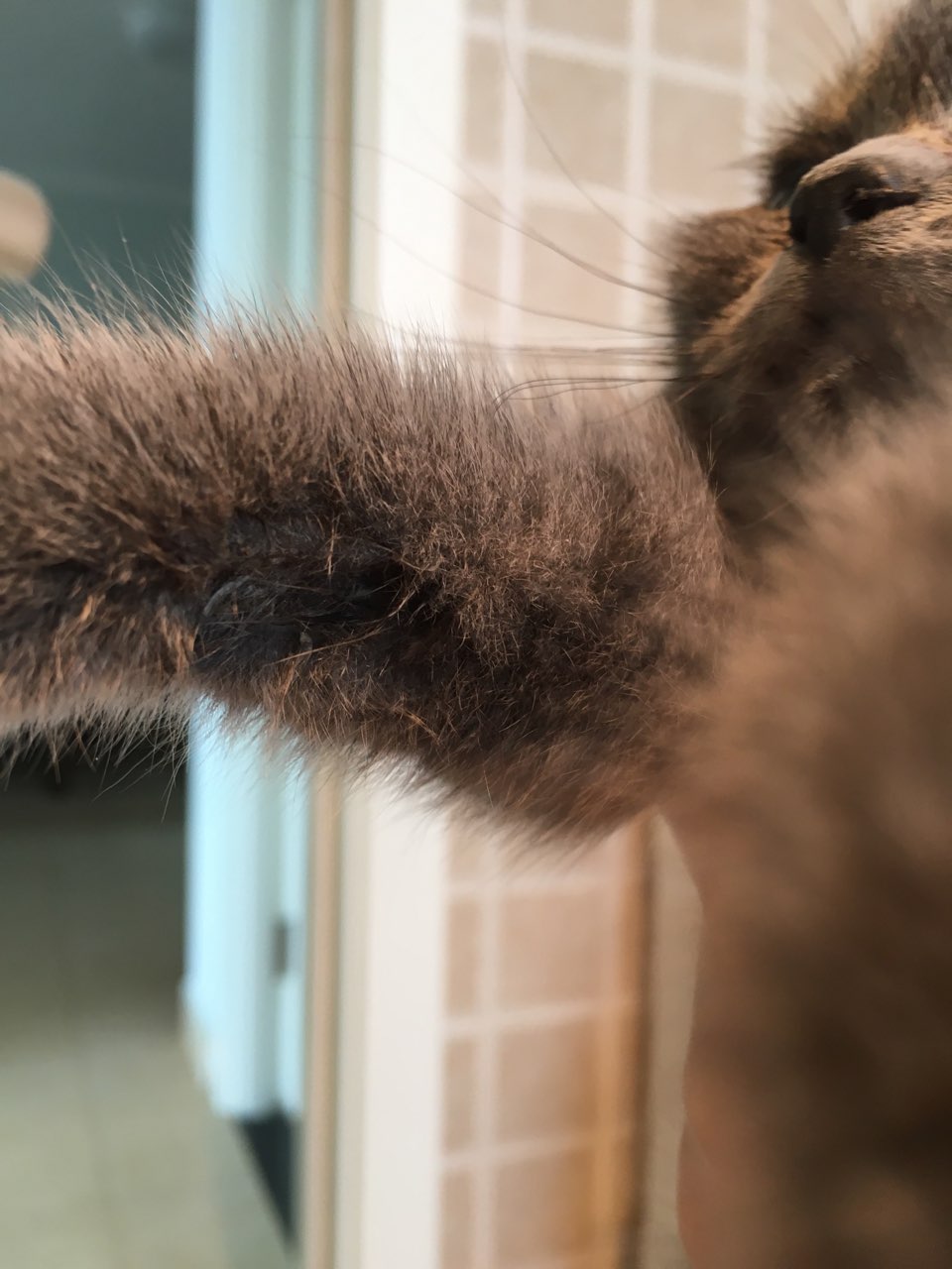 求助!这猫藓怎么办,越来越多 眼睛也不知道是不