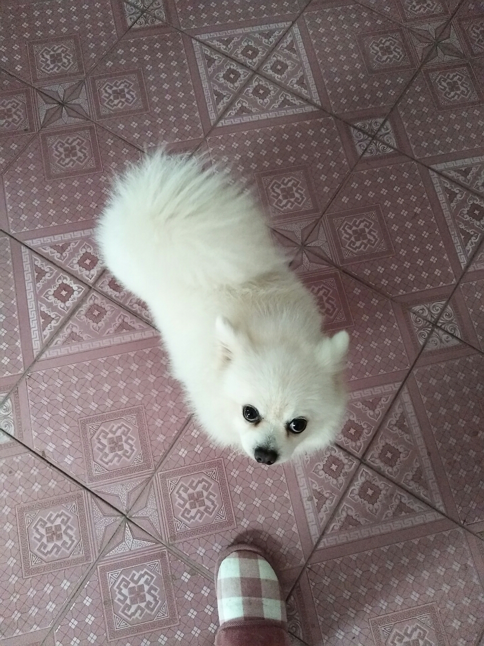 我家的博美犬经常会大喘气,喘气声音很大,频率