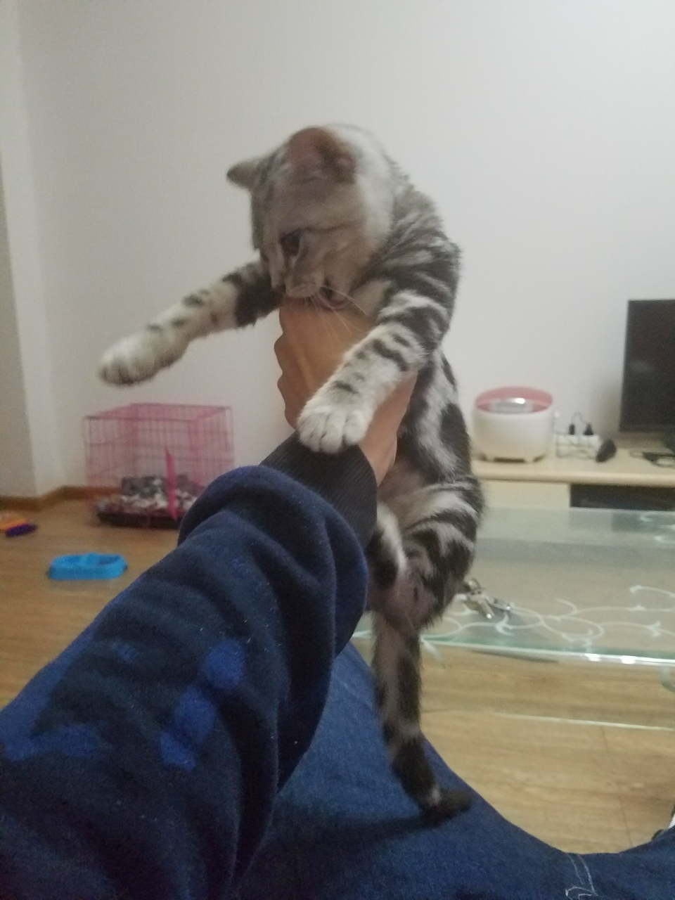 小猫太调皮了怎么办,每天就是各种破坏东西,翻