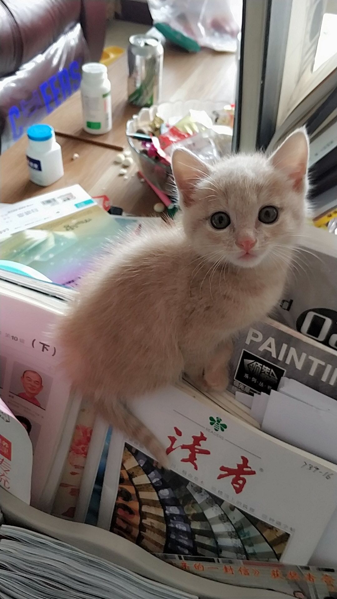 跟我家小猫玩的时候总咬人该怎么教育 讲道理