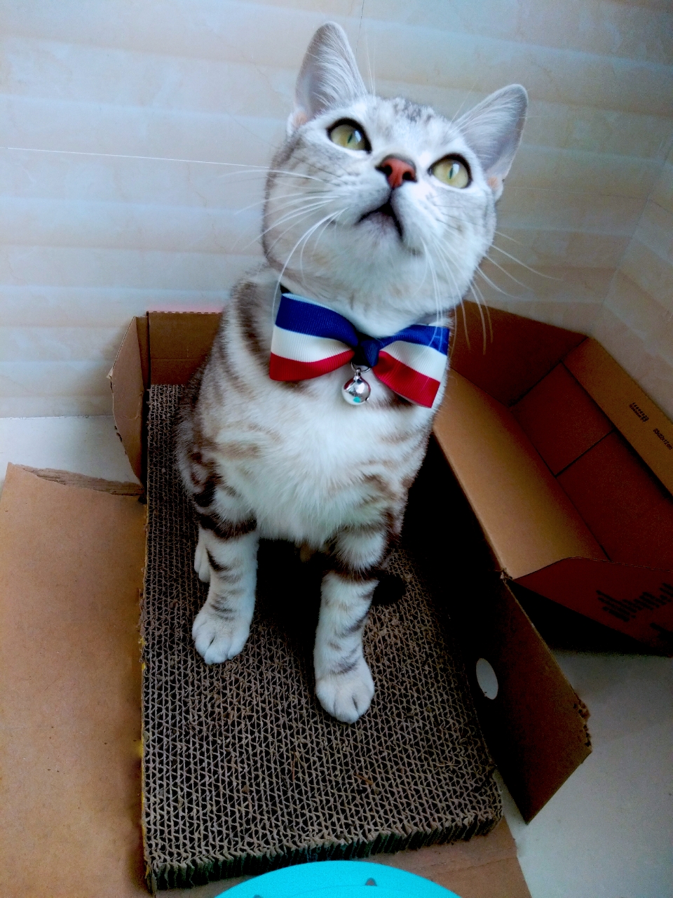 美短公猫,八个月了,最近想给他喂生牛肉发腮,想