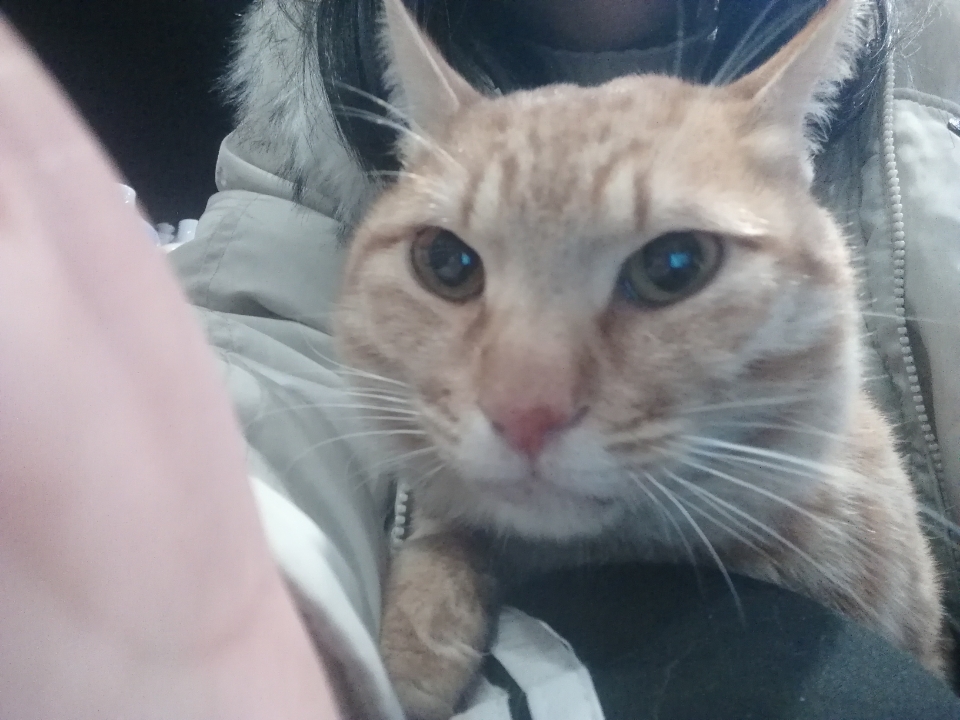 猫咪得了舌下腺囊肿,伴有还有口炎牙龈炎,去医