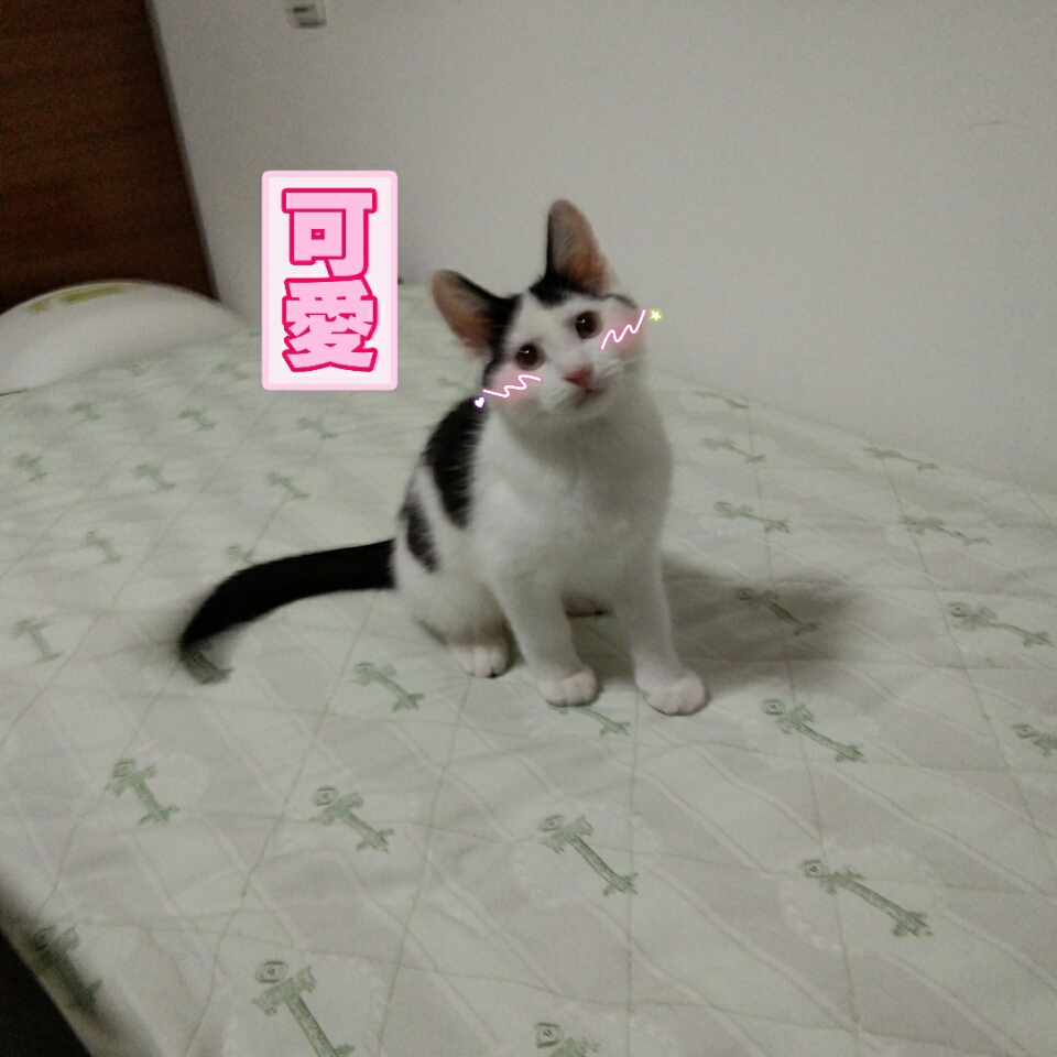 三个月大的猫,前天刚吃过驱虫药,开始疯狂拉稀