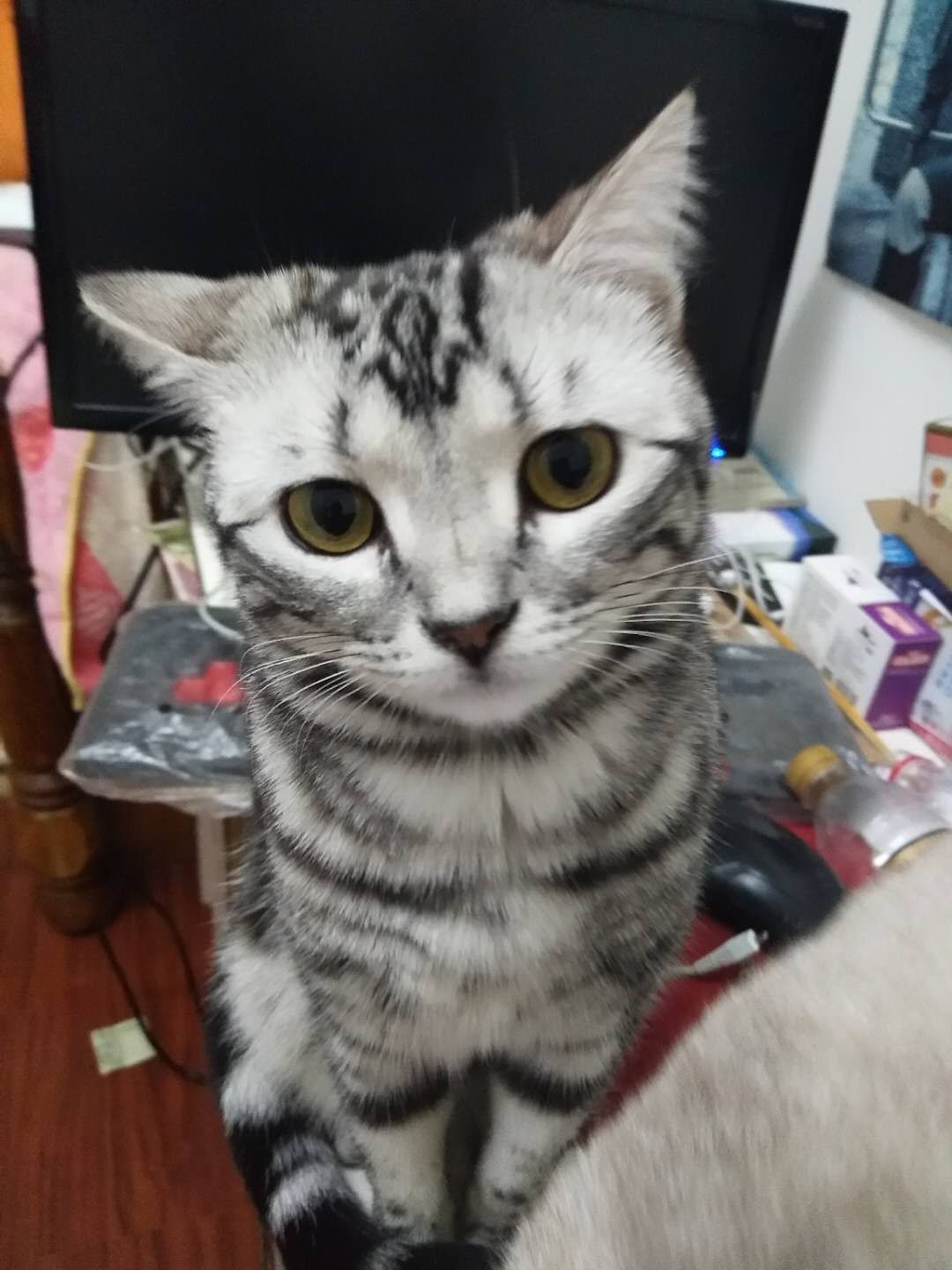 我家美短暴瘦,肚子一抽一抽的,掉毛非常严重,吃