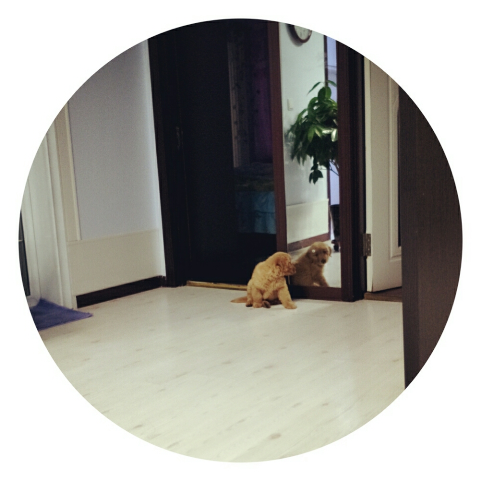 金毛二个多月干呕流鼻涕便便正常 是什么病呢