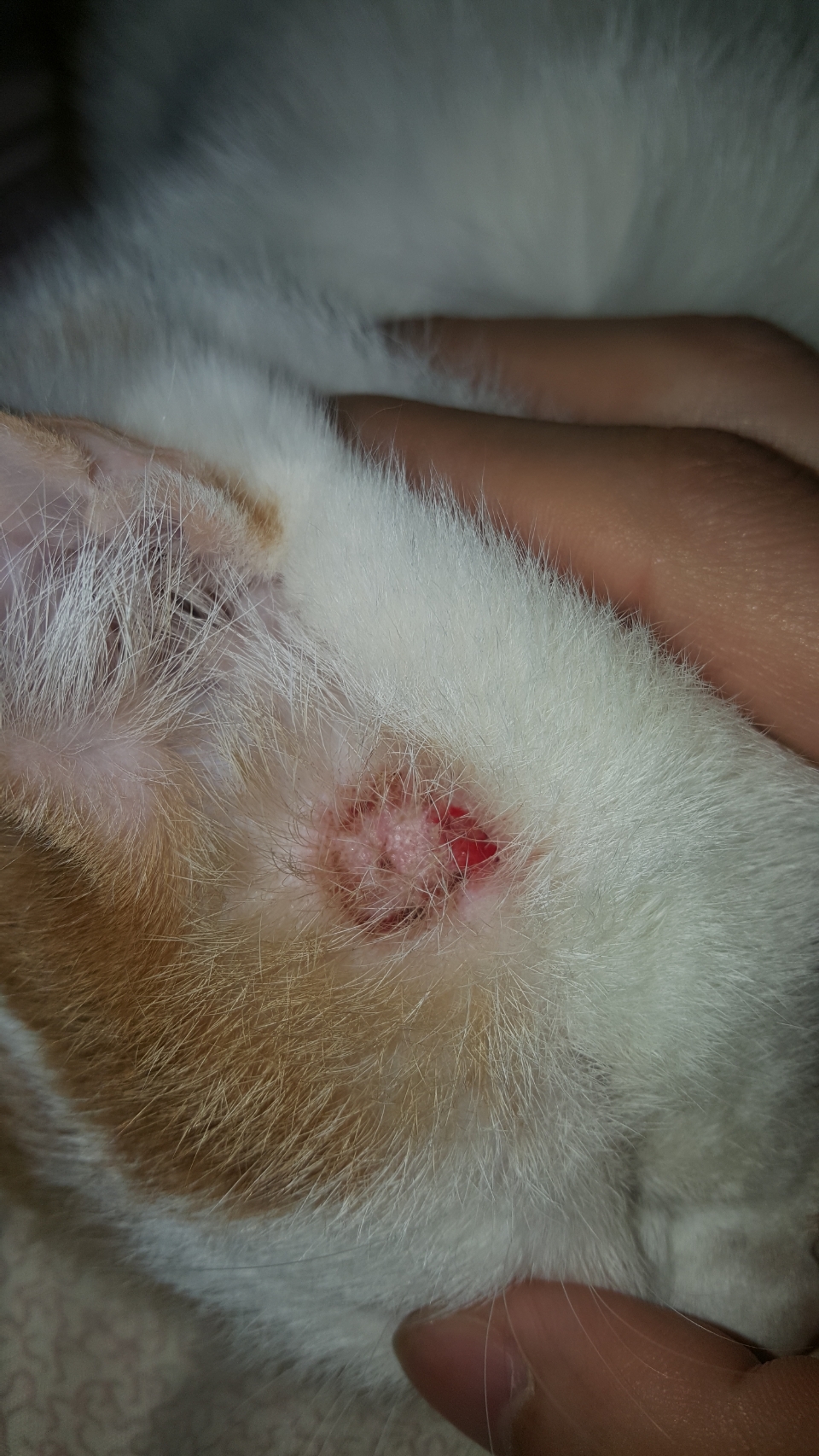 哪个麻麻能帮我看下这个是不是猫藓,昨天去宠