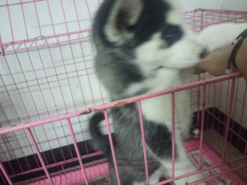 新手!今晚发现狗子脖子里面长了个包 比鸡蛋小