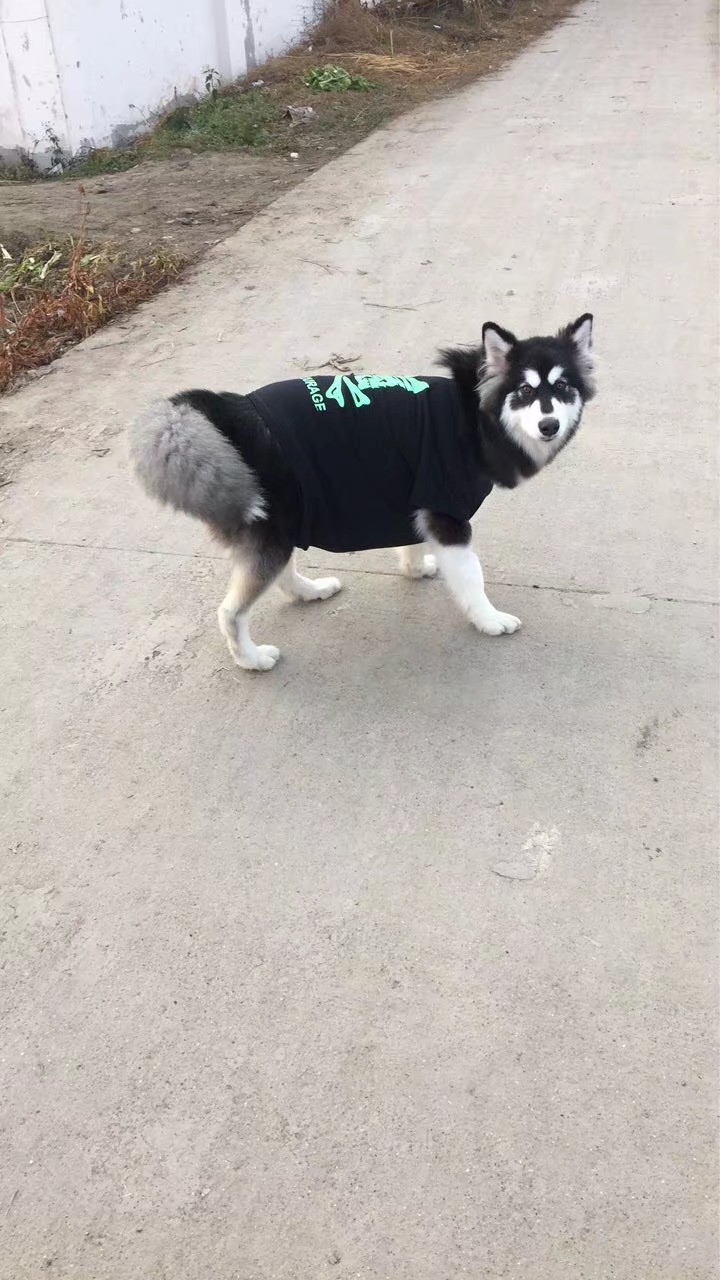 我家阿拉斯加一岁半 最近来大姨妈 经常咳嗽 干