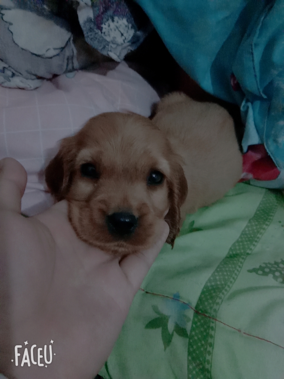 我家幼犬狗可以吃蒸的红萝卜吧!蒸好的倒碎伴