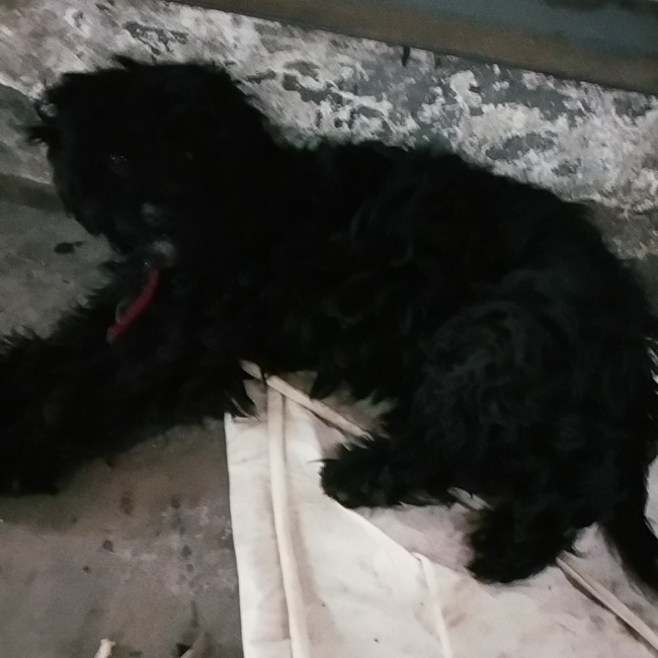 葡萄牙水犬多少钱一只?