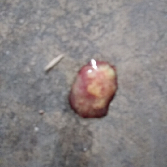 六个月的泰迪,没精神,不吃狗粮,上吐下泻,怎么办