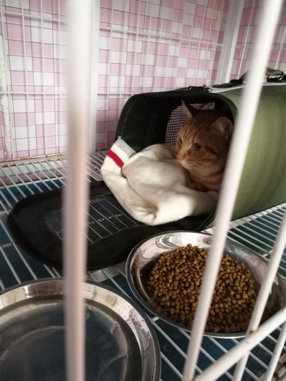 猫咪得了舌下腺囊肿,伴有还有口炎牙龈炎,去医