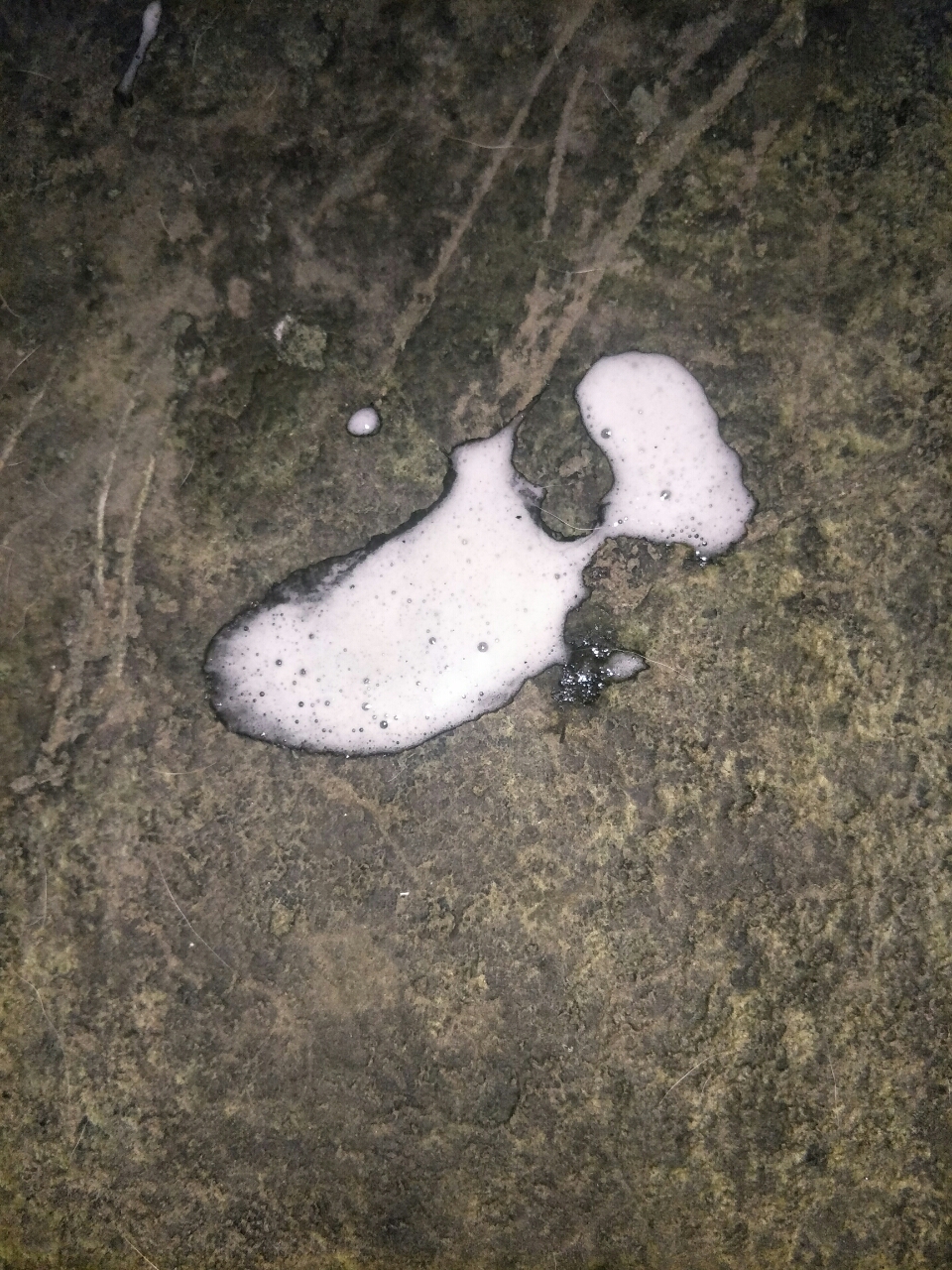 我家狗狗一岁多点了,今天突然干呕,伴随着吐白