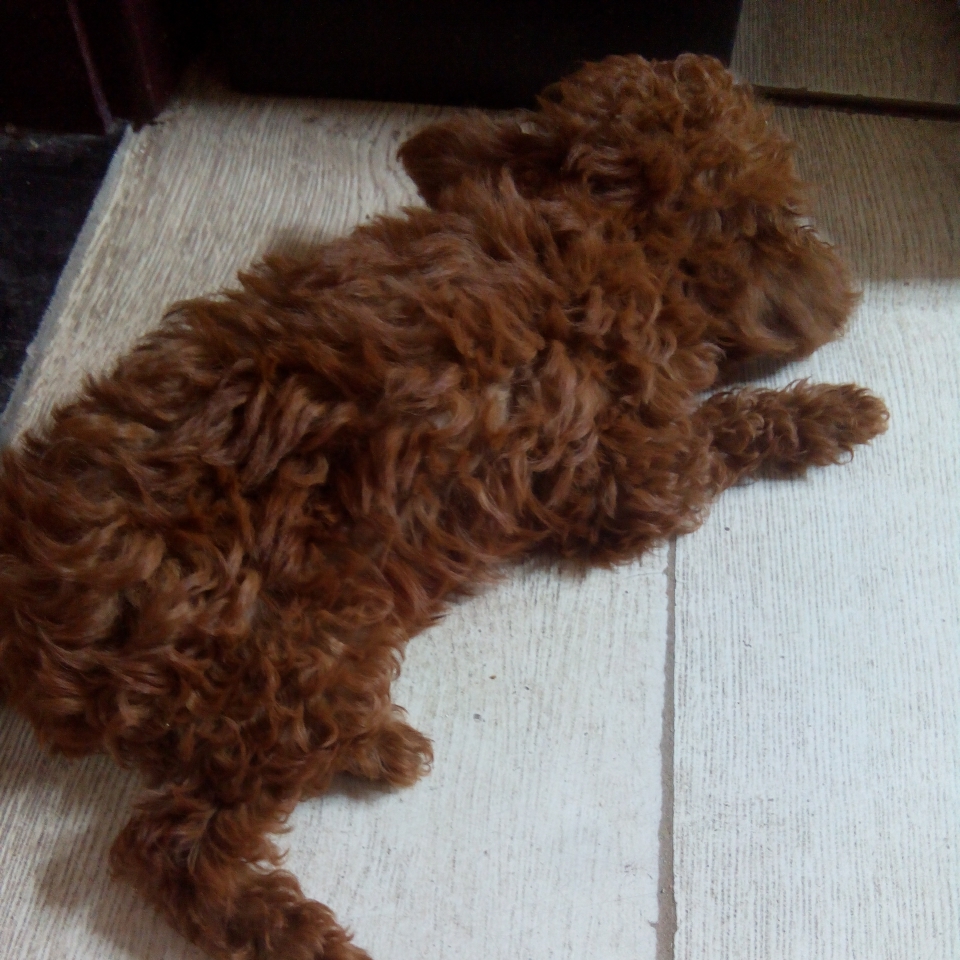 我家70天的小泰迪感冒发烧连续三天口吐白沫