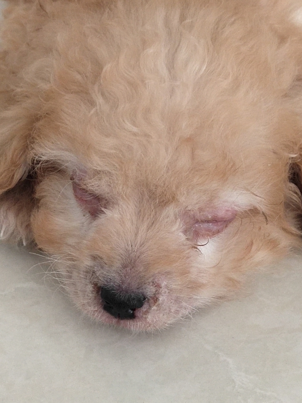 我的狗狗40多天,眼皮好肿啊,肿的连眼球都看不