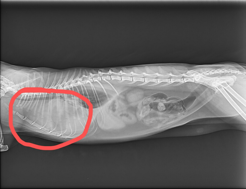 猫猫精神不好,吃饭少,嗜睡,呼吸急促,幅度大,去