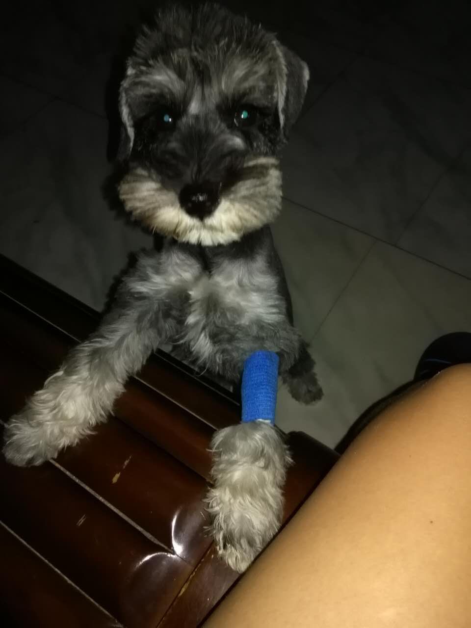 狗狗得细小白细胞下降得很快是不是细小的正常