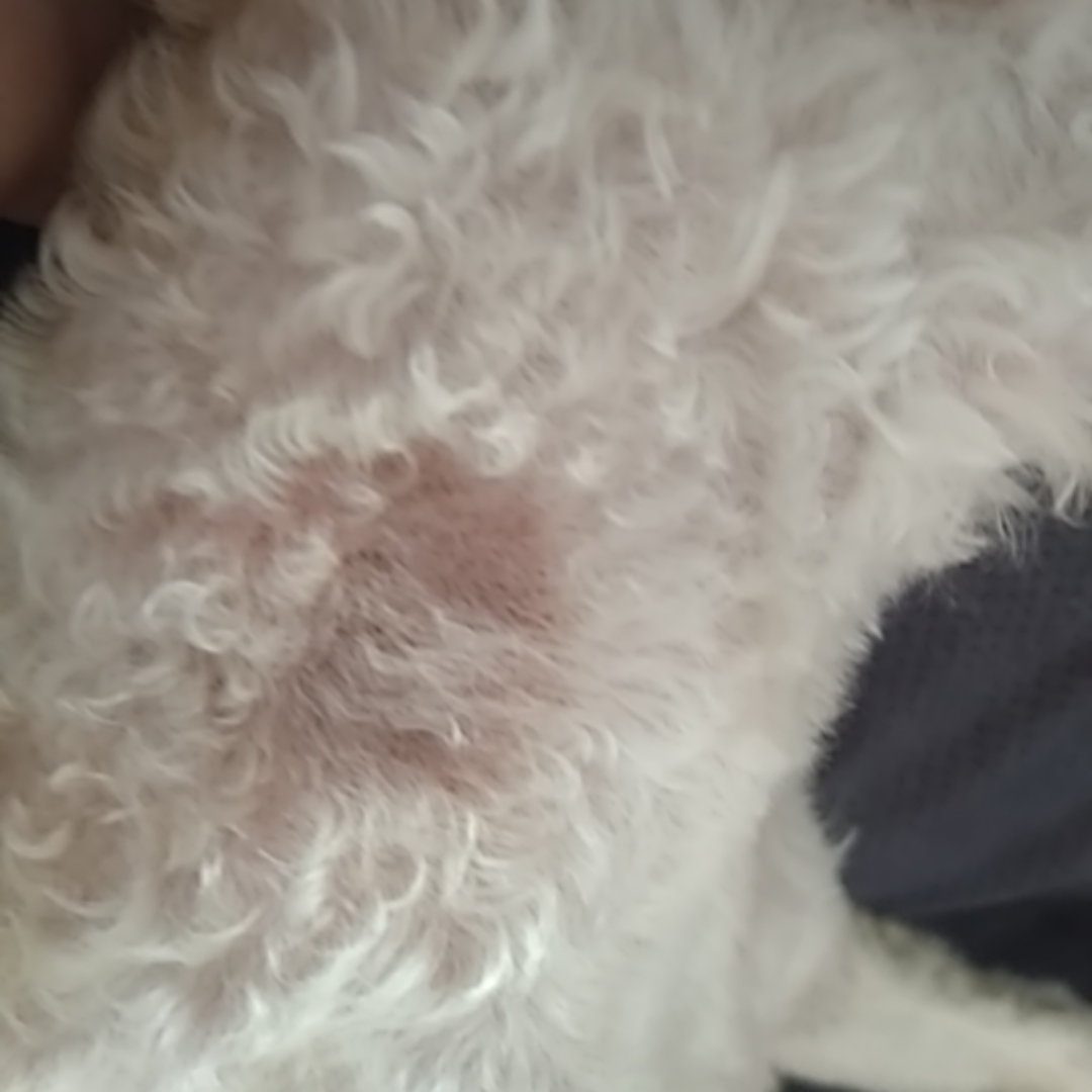 狗狗脖子上长了个硬块,帮我看看这是怎么回事